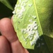 photo of True Cochineal Bug (Dactylopius coccus)