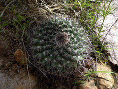 Mammillaria wagneriana
