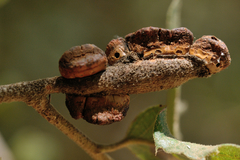 Disholandricus chrysolepidis