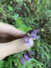 Penstemon whippleanus
