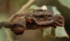 Disholandricus chrysolepidis