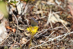 Plebejus anna