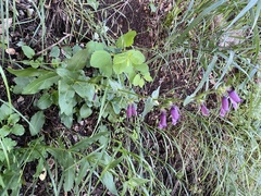 Penstemon whippleanus