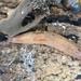 photo of Striped Greenhouse Slug (Ambigolimax valentianus)
