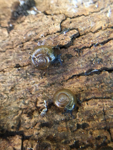 photo of Draparnaud's Glass Snail (Oxychilus draparnaudi)