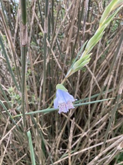 Gladiolus caeruleus