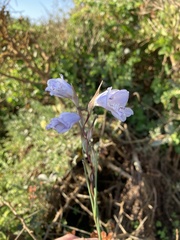 Gladiolus caeruleus