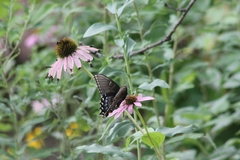 Papilio glaucus