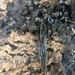 photo of Shovel-headed Garden Worm (Bipalium kewense)