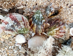 Electroma papilionacea