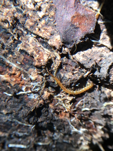 photo of Cave Centipedes (Cryptops)