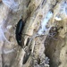 photo of Cosmopolitan Ground Beetle (Laemostenus complanatus)