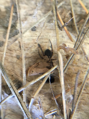 photo of Typical Spiders (Araneomorphae)
