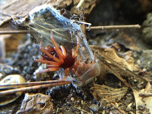 photo of Woodlouse Spider (Dysdera crocata)