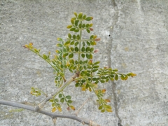 Bursera bipinnata