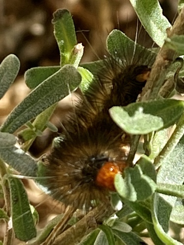 black-and-white tiger moth
