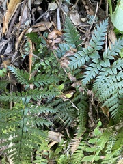 Polystichum wawranum