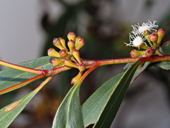 Eucalyptus falciformis