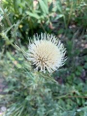 Cirsium clavatum