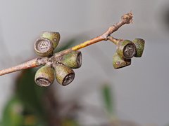 Eucalyptus falciformis