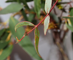 Eucalyptus falciformis