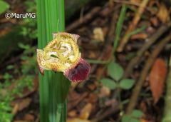 Tigridia rzedowskiana