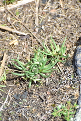 Phemeranthus napiformis