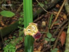 Tigridia rzedowskiana