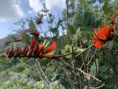 Erythrina breviflora