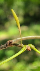 Callirhytis gallaestriatae