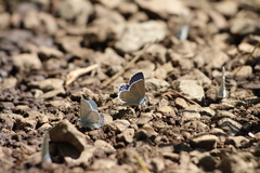 Plebejus anna
