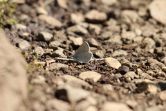 Plebejus anna