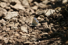 Plebejus anna