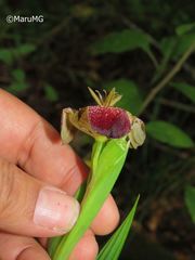 Tigridia rzedowskiana