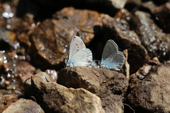 Plebejus anna