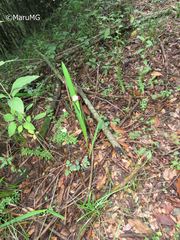 Tigridia rzedowskiana