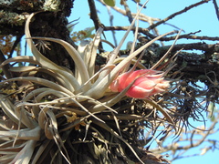 Tillandsia erubescens