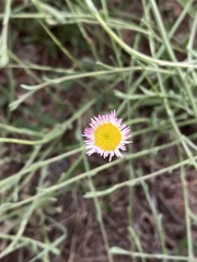 Erigeron tracyi