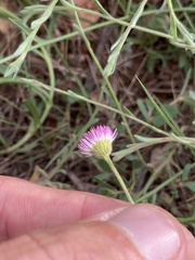 Erigeron tracyi