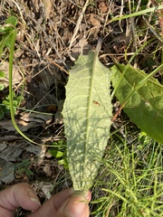 Saussurea stubendorffii