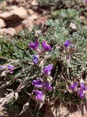 Oxytropis oreophila