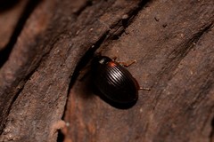 Diaperinae