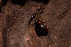 Diaperinae