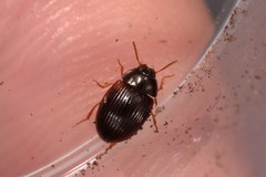 Diaperinae