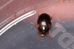 Diaperinae