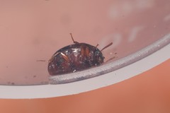 Diaperinae