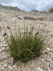 Carex helleri