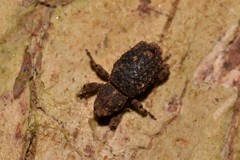 Poropterus difficilis