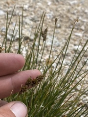 Carex helleri