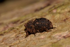 Poropterus difficilis